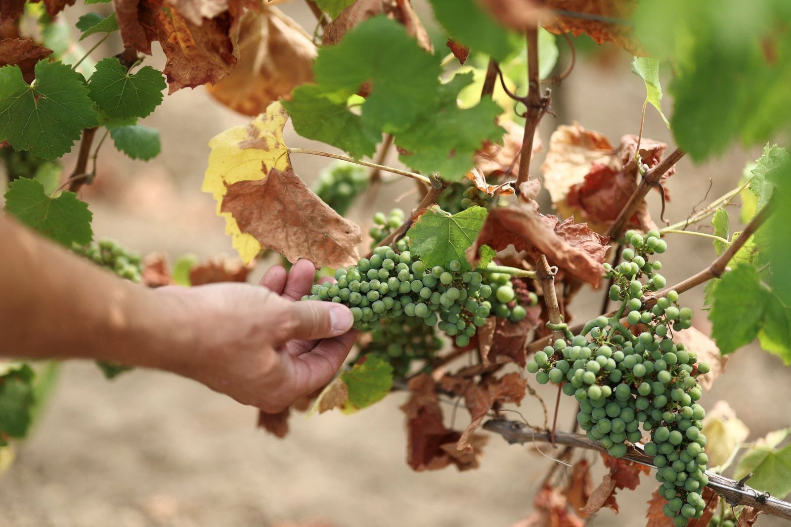 Europe's heatwaves spark continent-wide drought